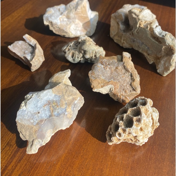 Assorted Fossils & Rocks 🪨🪸 - Picture 15 of 15